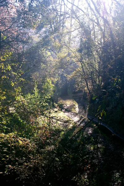 Güneşin Doğuşundaki Güzel Yeşil Bir Ormanın Dikey Görüntüsü — Stok fotoğraf