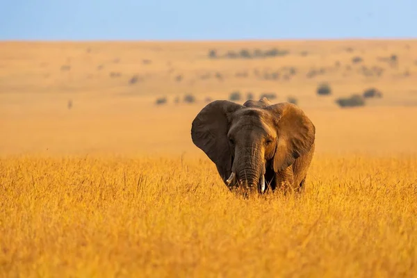 黄金时段非洲丛林大象在金色田野中的风景 — 图库照片