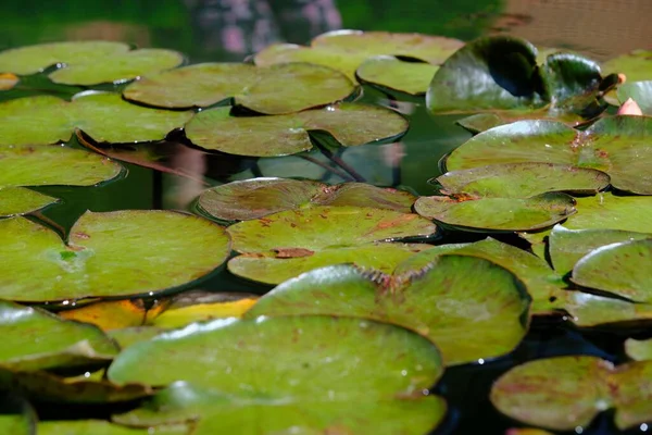 Close Waterlily Deixa Uma Lagoa Jardim Botânico Augsburg Alemanha — Fotografia de Stock