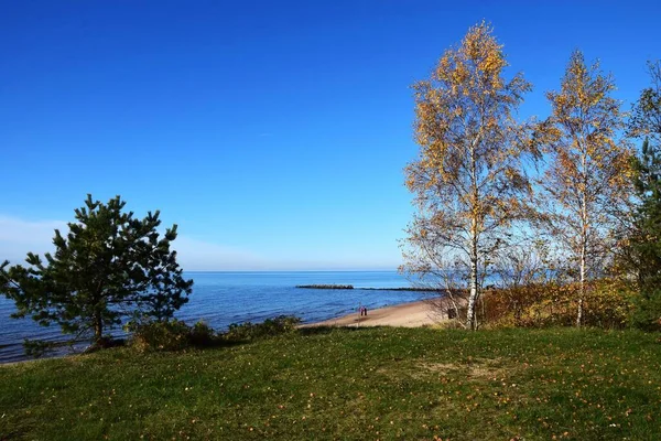 青い空を背景に木々と青い海が広がる緑の畑 — ストック写真