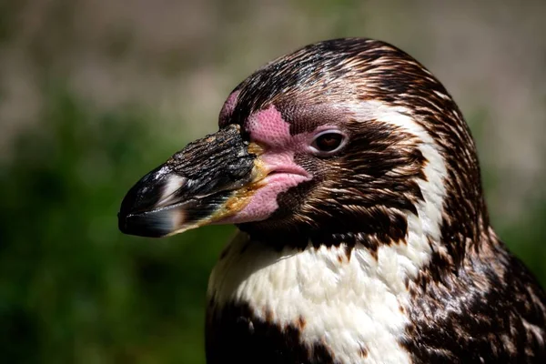 Close Uma Bela Cabeça Pinguim Humboldt Com Fundo Borrado — Fotografia de Stock