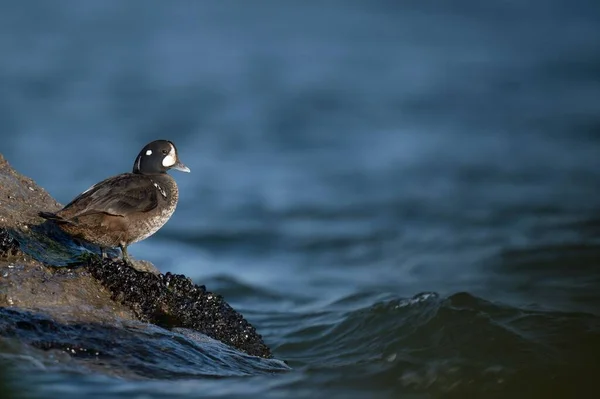 在岸上拍到一只哈莱金鸭的特写镜头 — 图库照片