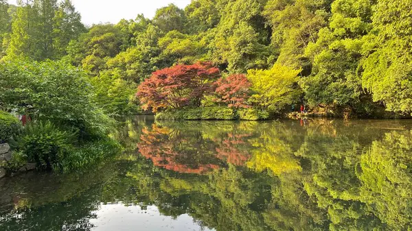 Exuberantes Árboles Colores Densos Reflejan Superficie Del Estanque Parque Tropical — Foto de Stock