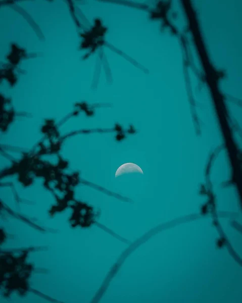 Вертикальный Снимок Тонких Ветвей Дерева Ночью Фоне Луны — стоковое фото