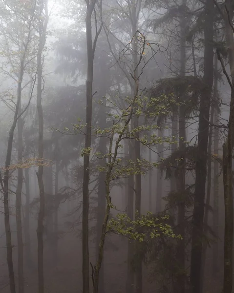 Függőleges Felvétel Egy Zöld Erdőről Beskydy Hegyekben Cseh Köztársaságban Egy — Stock Fotó