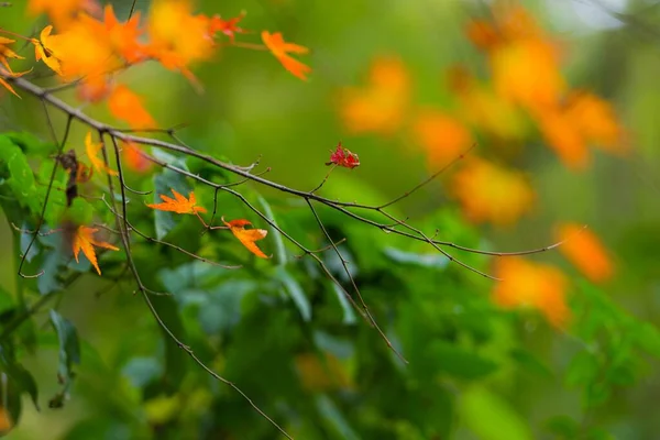 Bulanık Arka Planda Sarı Yapraklı Bir Ağaç Dalının Seçici Odağı — Stok fotoğraf