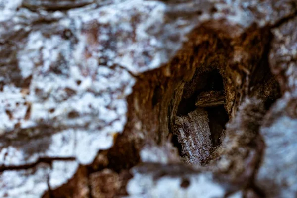 日中森の中の木の洞窟の閉鎖ショット — ストック写真