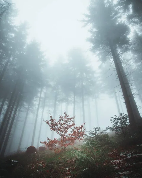 Uma Floresta Cercada Por Árvores Densas Durante Nevoeiro — Fotografia de Stock