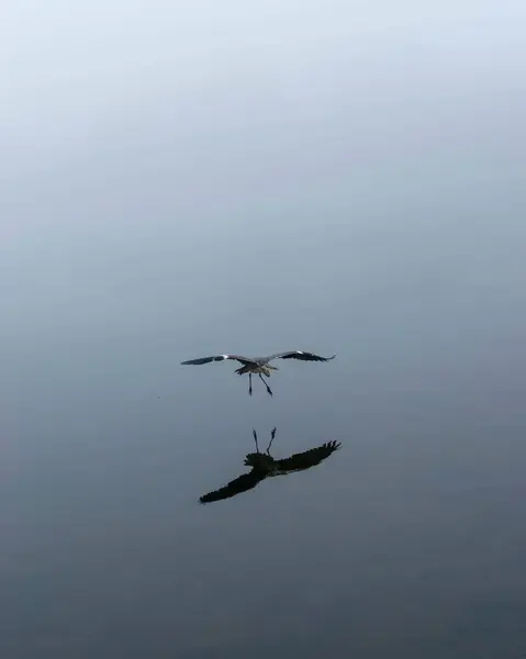 왜가리가물 반사되어 착륙하는 아름다운 — 스톡 사진