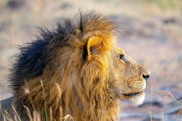 在白天 一只狮子在田野里侧写的特写镜头 — 图库照片
