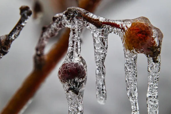 Primer Plano Cerezas Maduras Congeladas Colgando Una Ramita —  Fotos de Stock