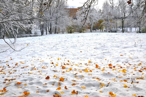 地上の初冬の雪景色カラフルな秋は雪に覆われた木々を背景に — ストック写真