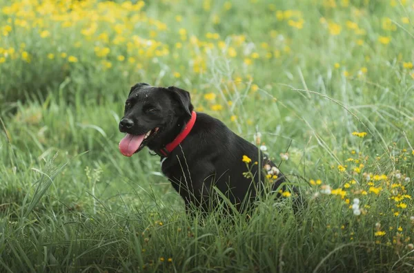 Het Uitzicht Een Zwarte Labrador Met Een Rode Kraag Rustend — Stockfoto