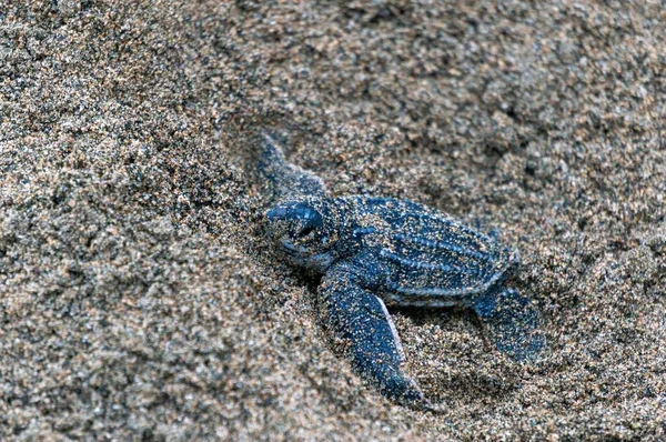 Baby Leatherback Crawling Sand — Stock Photo, Image