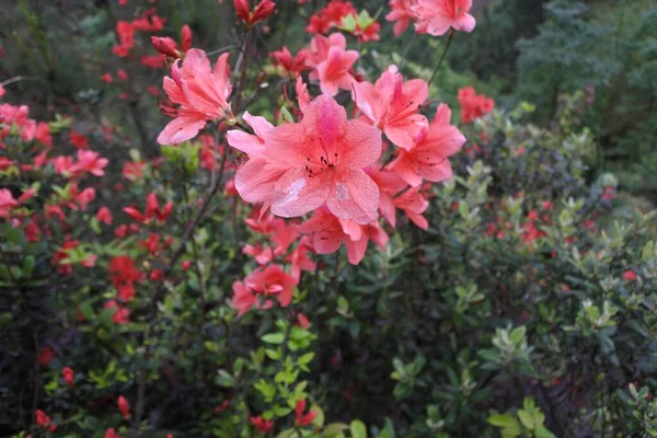 Primer Plano Flores Rosadas Florecientes —  Fotos de Stock
