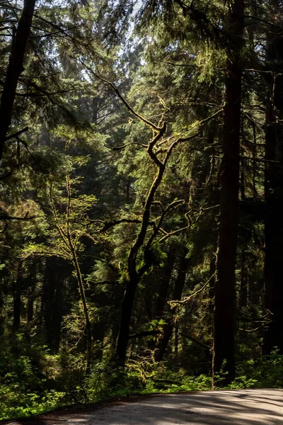 Μια Κάθετη Διαδρομή Δέντρα Redwood Στο Redwood National Και State — Φωτογραφία Αρχείου