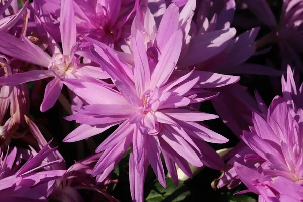 Een Close Van Paarse Herfst Krokus Bloemen Tuin Mooie Bloemen — Stockfoto