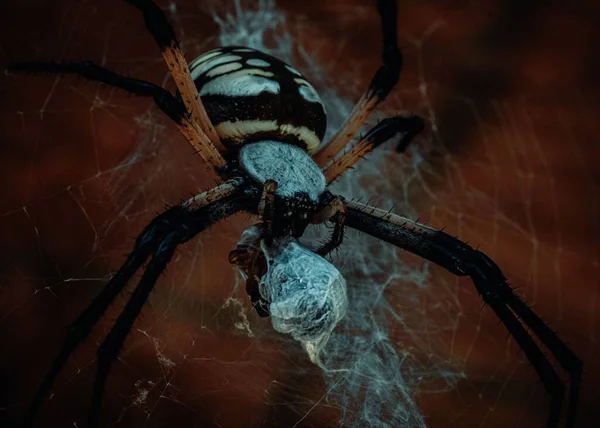 Closeup Yellow Garden Spider Web Dark Background — Stock Photo, Image