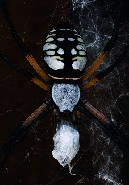 Closeup Yellow Garden Spider Web Dark Background — Stock Photo, Image