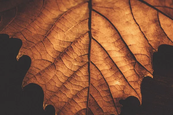 stock image A closeup of a dry maple leaf. Autumn leaf detail.