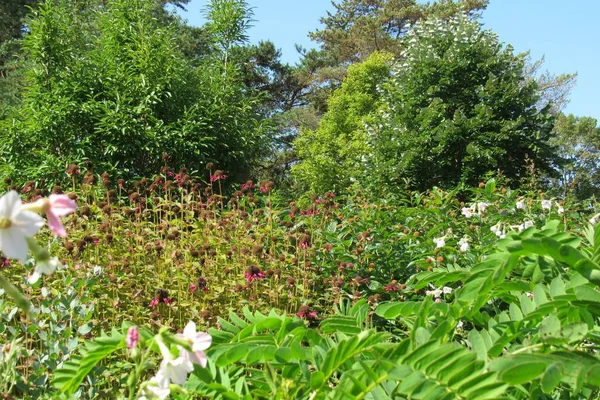 Uma Vista Panorâmica Das Flores Que Crescem Arbustos Verdes Jardim — Fotografia de Stock