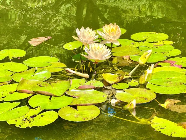 北卡罗来纳州达勒姆市莎拉杜克花园水中的百合花垫和花倒影 — 图库照片