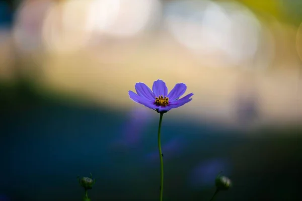 背景のぼやけた庭のコスモスのクローズアップ — ストック写真