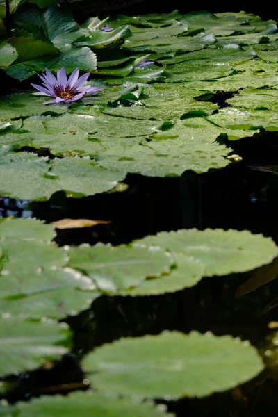 ドイツのアウクスブルクの植物園の池に紫色の睡蓮の垂直ショット — ストック写真