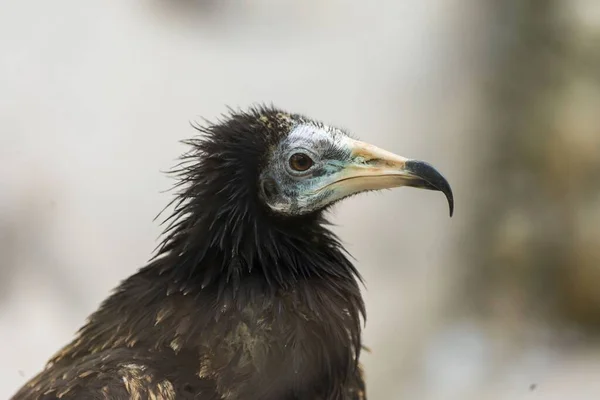 Close Black Common Vulture Neophron Percnopterus Looking Aside — Stock Photo, Image