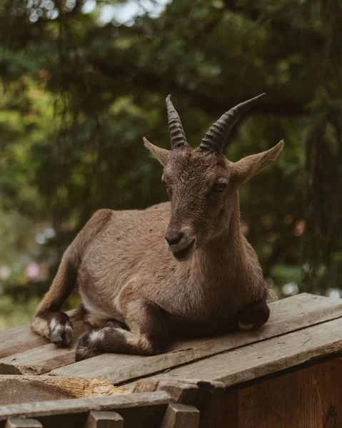 背景がぼやけている木製の表面に座っている山のヤギの垂直閉鎖 — ストック写真