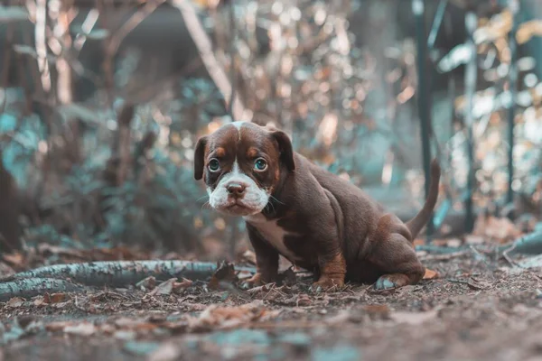 Közelkép Egy Renascence Bulldogge Ról Erdőben — Stock Fotó