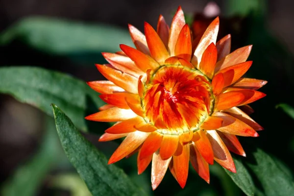 오렌지 Immortelle Bracts Xerochrysum Brteatum 가까이 텃밭의 — 스톡 사진