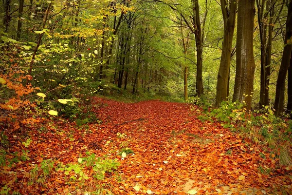 Krásný Výhled Cestu Pokrytou Spadlými Podzimními Listy Lese Během Dne — Stock fotografie