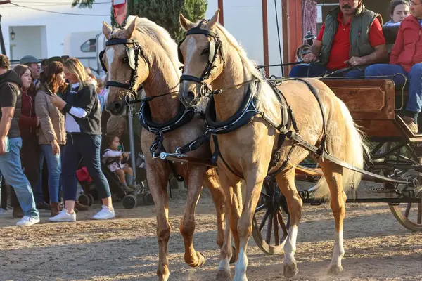 Front Närbild Två Hästar Med Trävagn National Horse Fair Människor — Stockfoto
