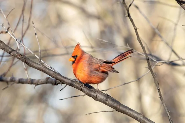Вибірковий Знімок Фокусу Чоловічої Північної Кардинальної Птиці Нахиляється Гілці Голого — стокове фото