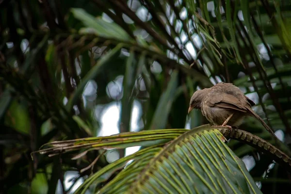Eine Großaufnahme Von Dschungel Plauderer Der Auf Baum Hockt — Stockfoto