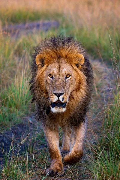 Μια Κάθετη Βολή Αρσενικού Λιονταριού Στη Σαβάνα — Φωτογραφία Αρχείου