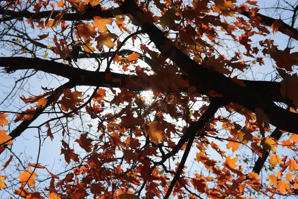배경에 주황색 나무의 — 스톡 사진
