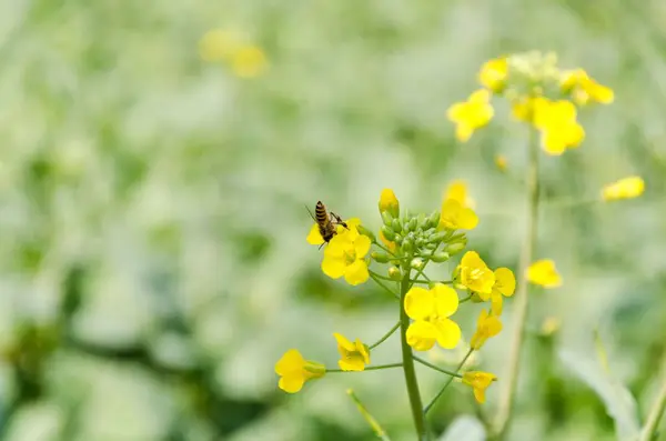 Egy Makró Sárga Virágokon — Stock Fotó