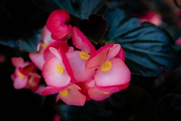 Piękne Zbliżenie Różowego Kwiatu Begonii Przeciw Głębokiej Ciemnozielonej Liście — Zdjęcie stockowe