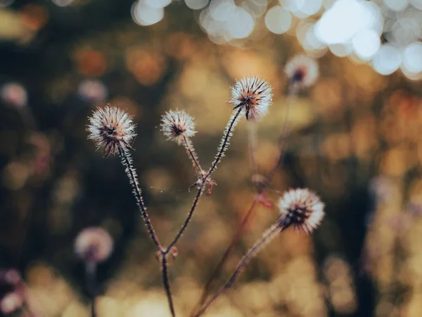 Selective Focus Frozen Dandelions Autumn Landscape Blurred Background — Stock Photo, Image