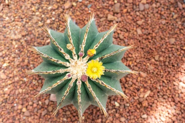 Een Oppere Uitzicht Van Bloeiende Gele Bloemen Van Cactus Planten — Stockfoto