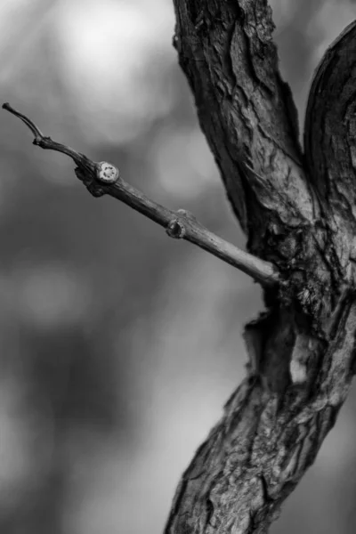 가지의 등자뼈 — 스톡 사진
