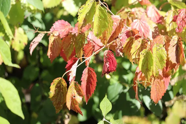 Czerwone Liście Drzewa Jesiennym Lesie Słoneczny Dzień — Zdjęcie stockowe