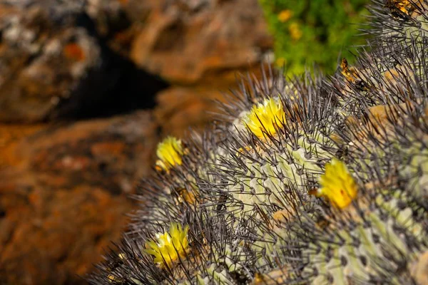 Close Flores Amarelas Cacto Deserto Atacama Chile — Fotografia de Stock