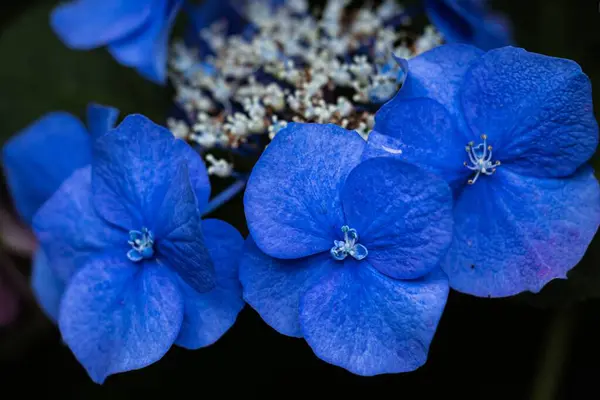 Beautiful Closeup Blue Hydrangea Flowers Wallpaper Use — Stock Photo, Image
