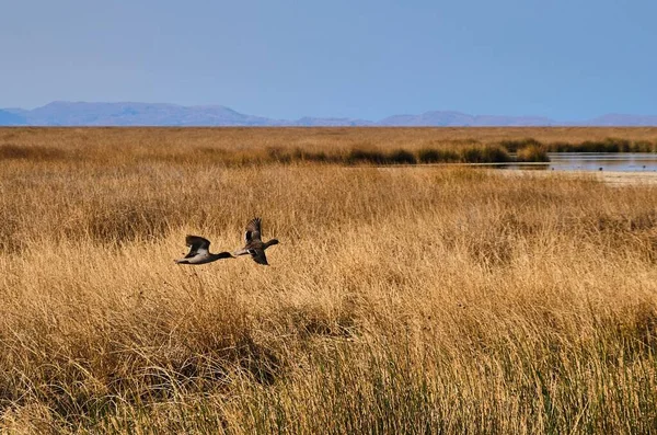 Wild Ducks Reed Fields Lake Titicaca Peru City Puno — Stock Photo, Image