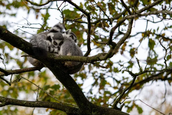 Närbild Söta Lemurer Sitter Trädet Woburn Safari Park — Stockfoto