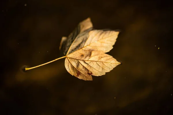 一帧干枯落叶在水里的特写镜头 — 图库照片