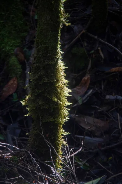 Yeşil Yosun Kaplı Bir Ağaç Gövdesinin Dikey Görüntüsü — Stok fotoğraf